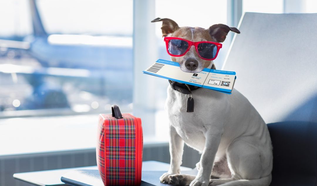 Perro-listo-para-volar-en-avion.jpeg