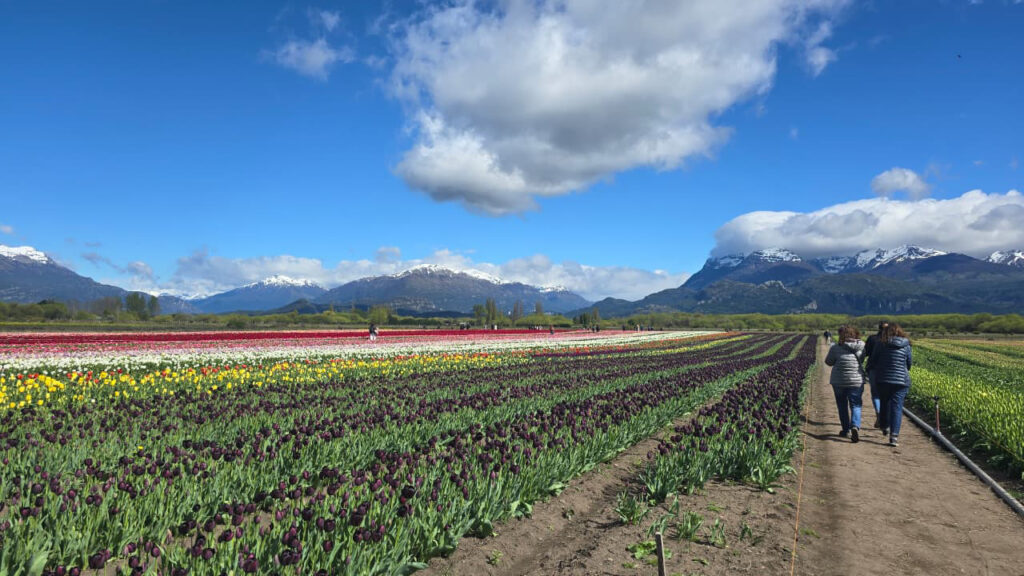10 Años De Un Espectáculo Floral único En La Patagonia » Viajo Con Vos