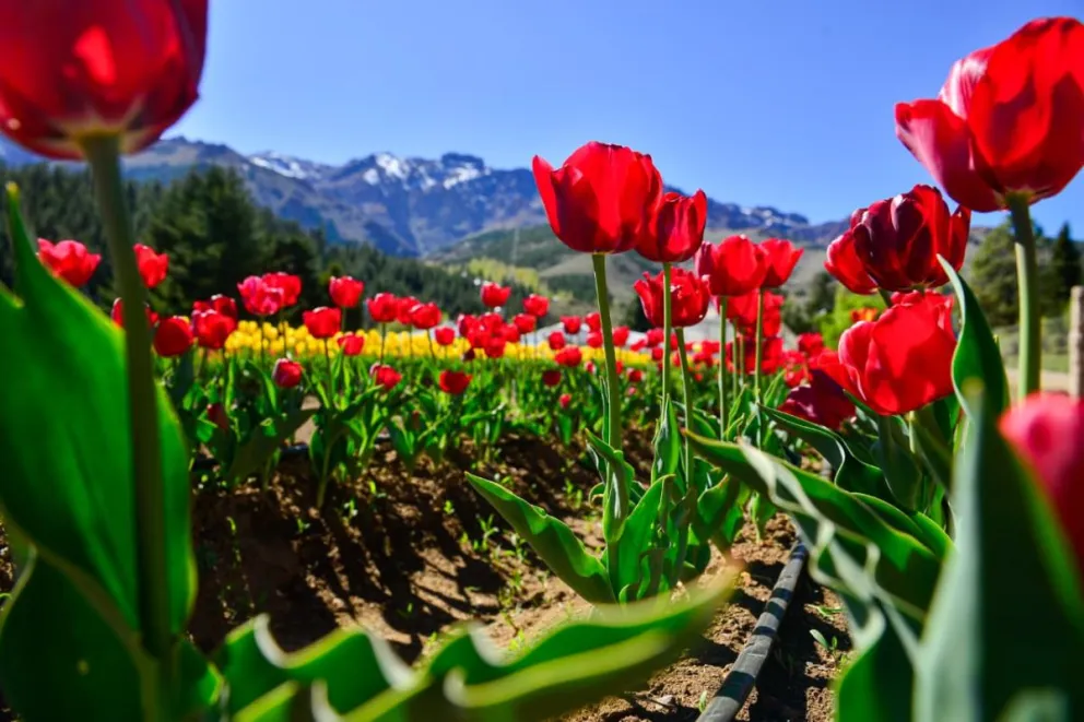 🌷 Guía Para Visitar Los Tulipanes En Huinganco, El “Jardín Del Neuquén” » Viajo Con Vos