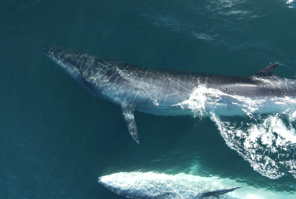 Reaparece La Ballena SEI En Comodoro Rivadavia » Viajo Con Vos